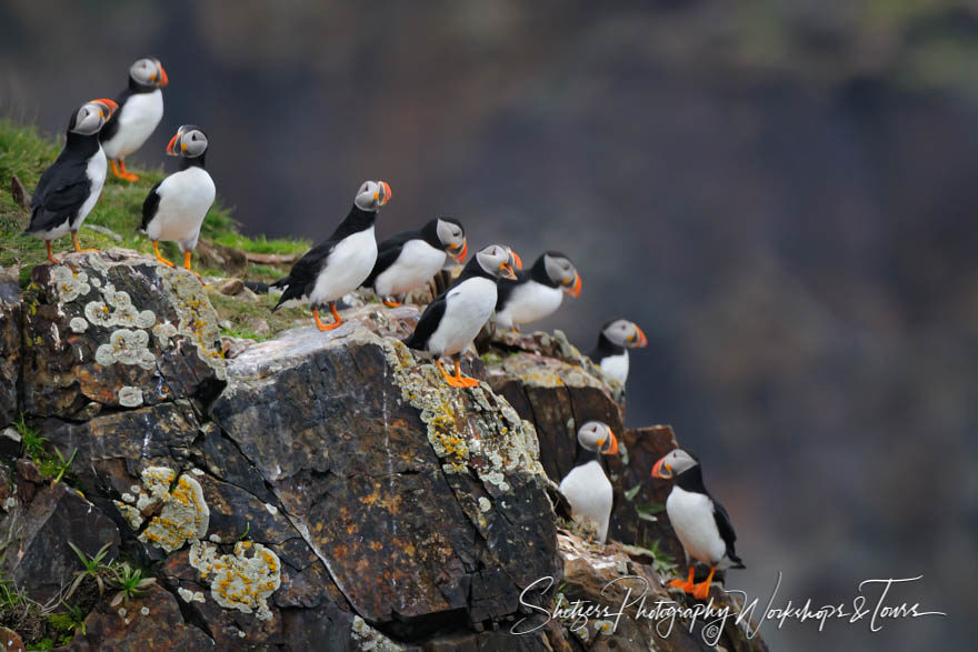 Puffin Rock