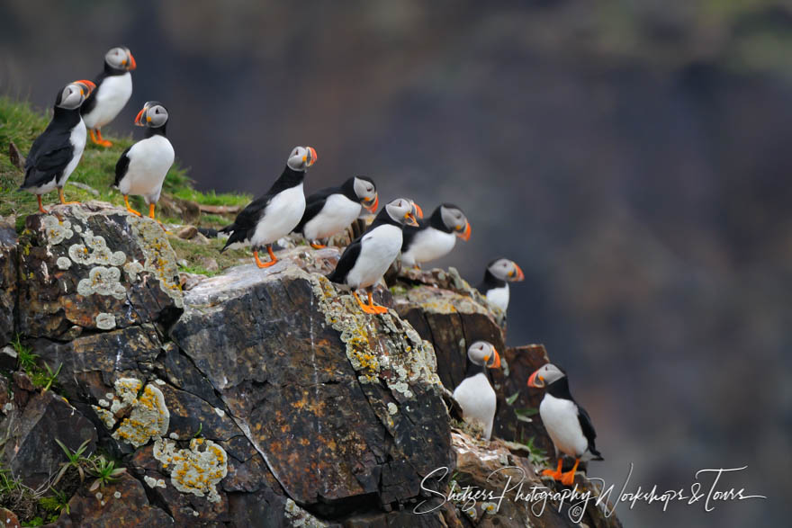 Puffin Rock 20110630 124833