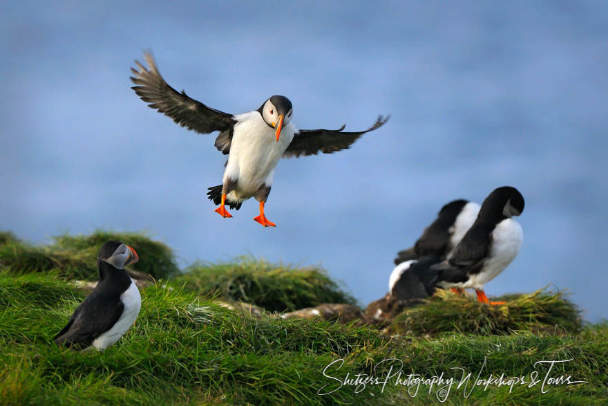 Puffin Spotted Landing