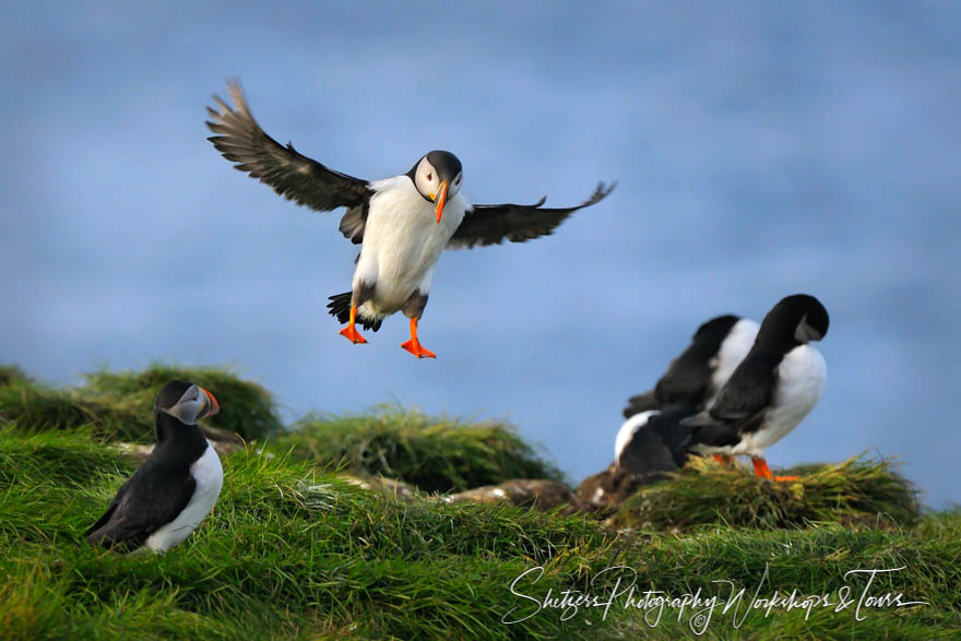 Puffin Spotted Landing 20110702 174004