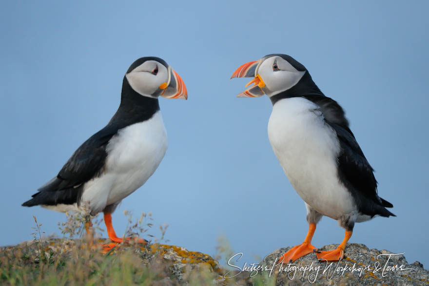 Puffin Squak Box