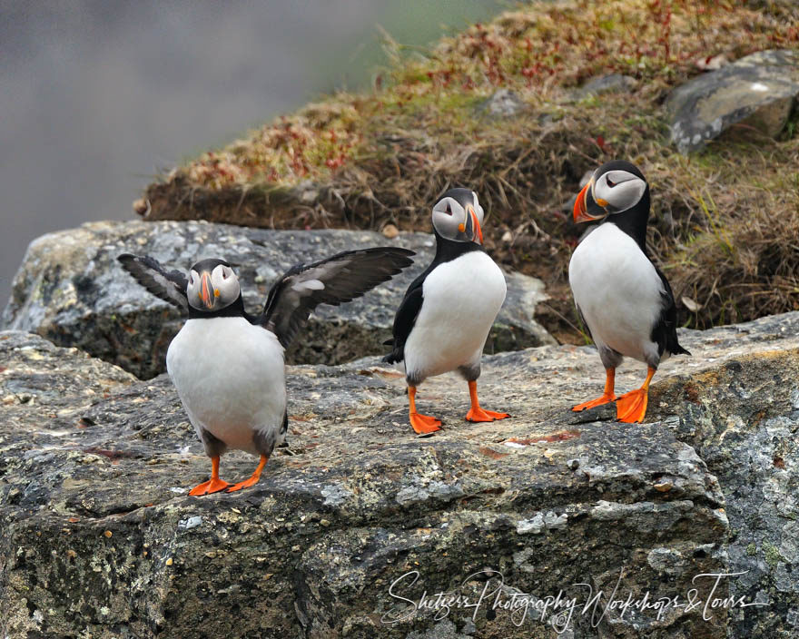 Puffin Three Pack