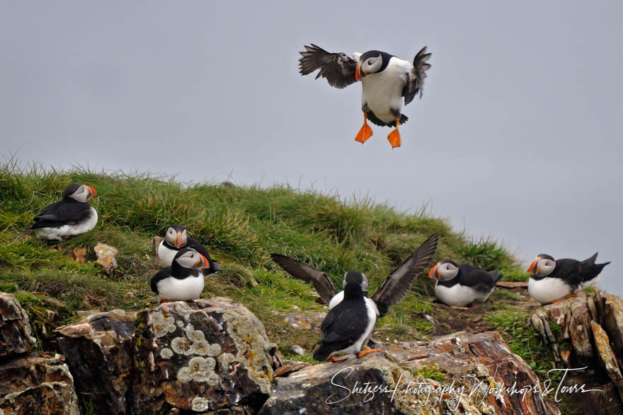 Puffin for Landing