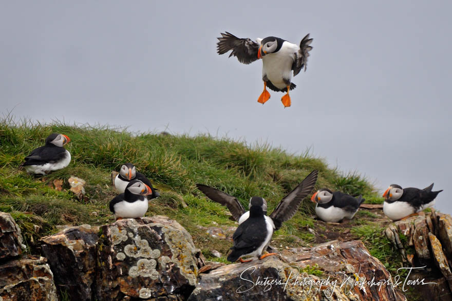 Puffin for Landing 20110627 122821