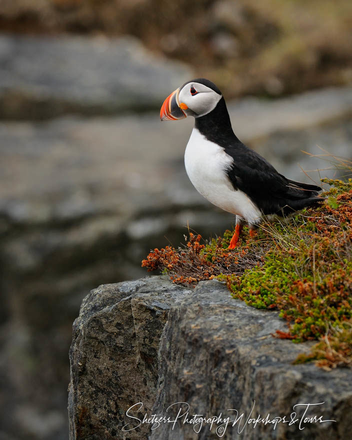 Puffin with a View