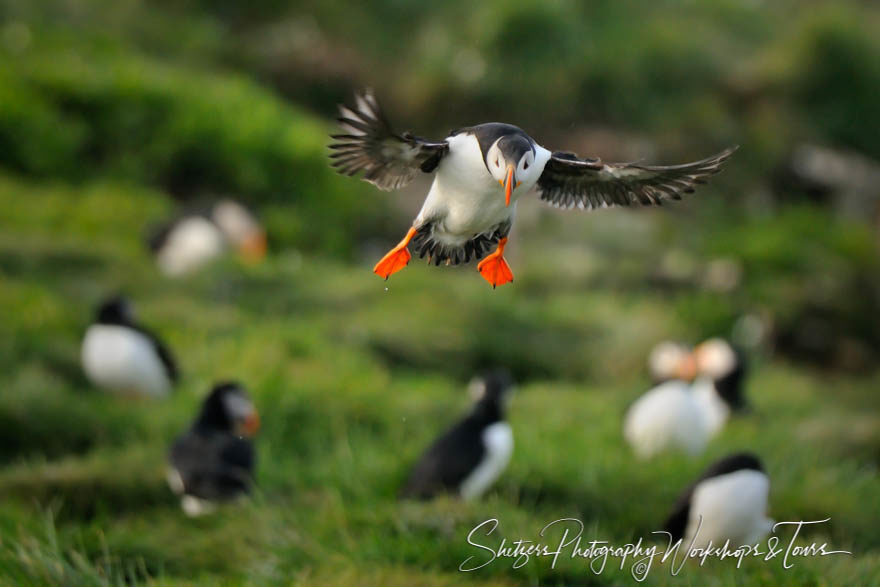 Puffins Everywhere