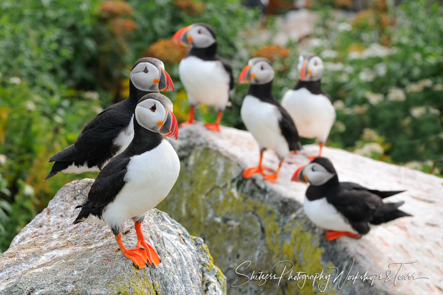 Puffins Everywhere 20110807 095020