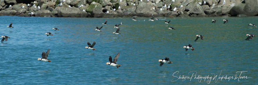 Puffins Everywhere