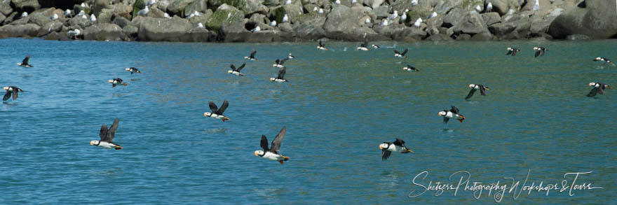 Puffins Everywhere 20150714 175337