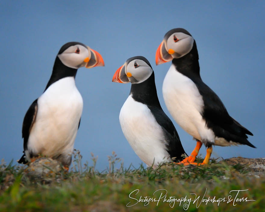 Puffins Shooting the Breeze