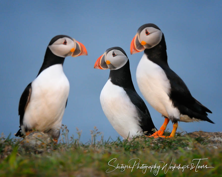 Puffins Shooting the Breeze 20110704 191438