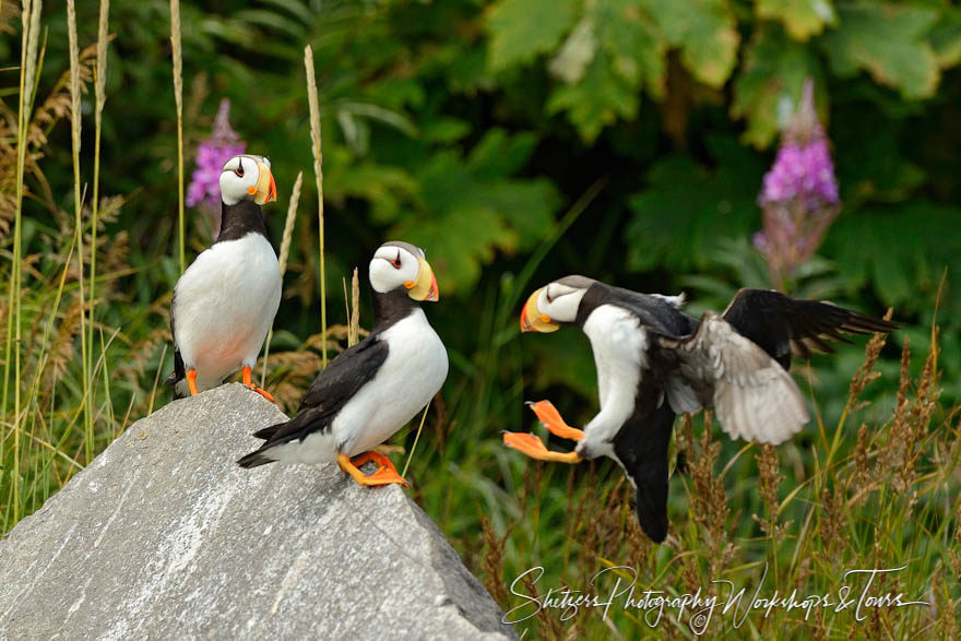 Puffins gather on rock with lush background