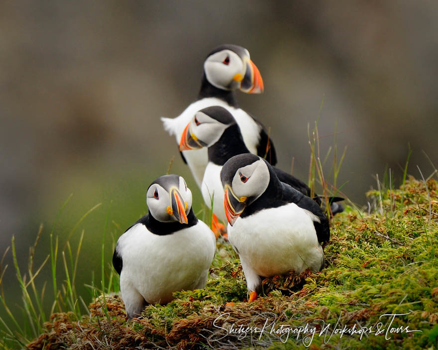 Puffins of Elliston Newfoundland