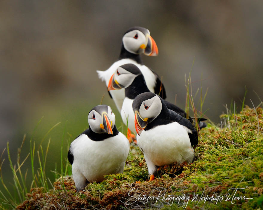 Puffins of Elliston Newfoundland 20110630 141330