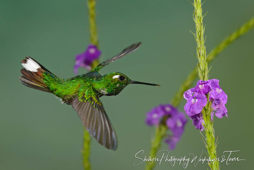 Purple-bibbed Whitetip Hummingbird