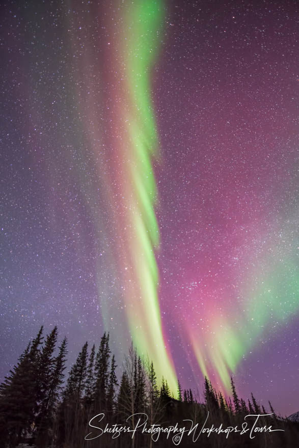 Purple green hues of Aurora Borealis over forest