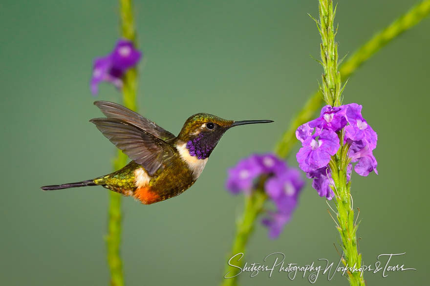 Purple-throated Woodstar Hummingbird
