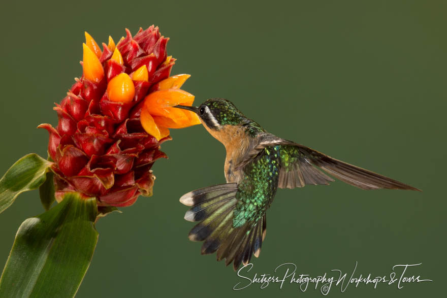 Purple-throated mountain-gem hummingbird of Costa Rica