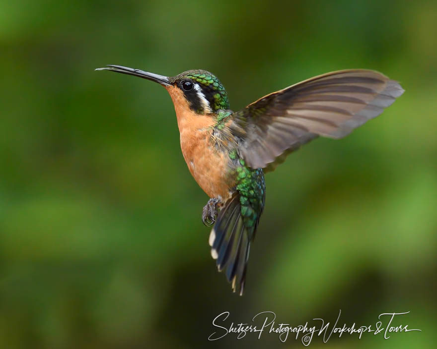 Purple-throated mountaingem in flight