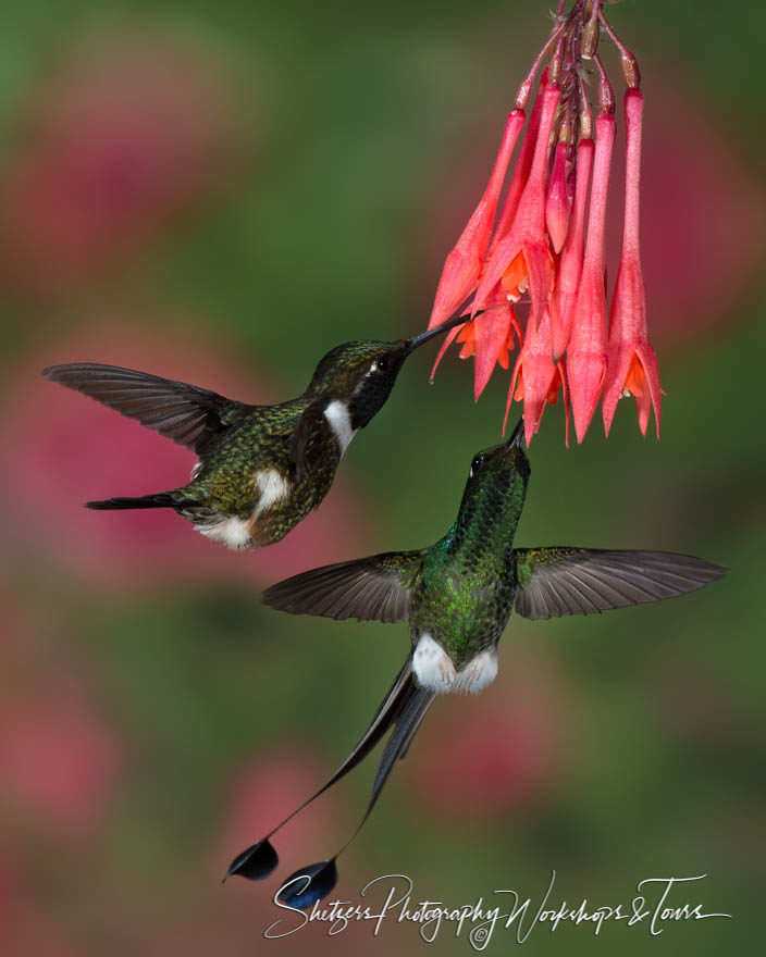 Purple-throated woodstar and booted racket-tail hummingbird
