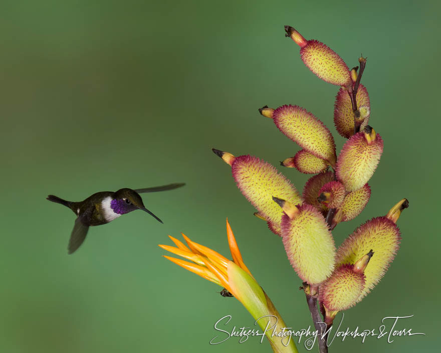 Purple-throated woodstar  hummingbird in flight