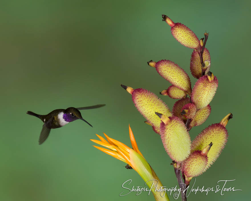 Purple throated woodstar hummingbird in flight 20150525 092743