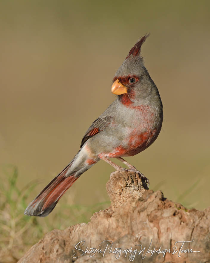 Pyrrhuloxia perched