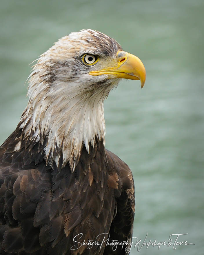 Rebellious Teenager Bald Eagle