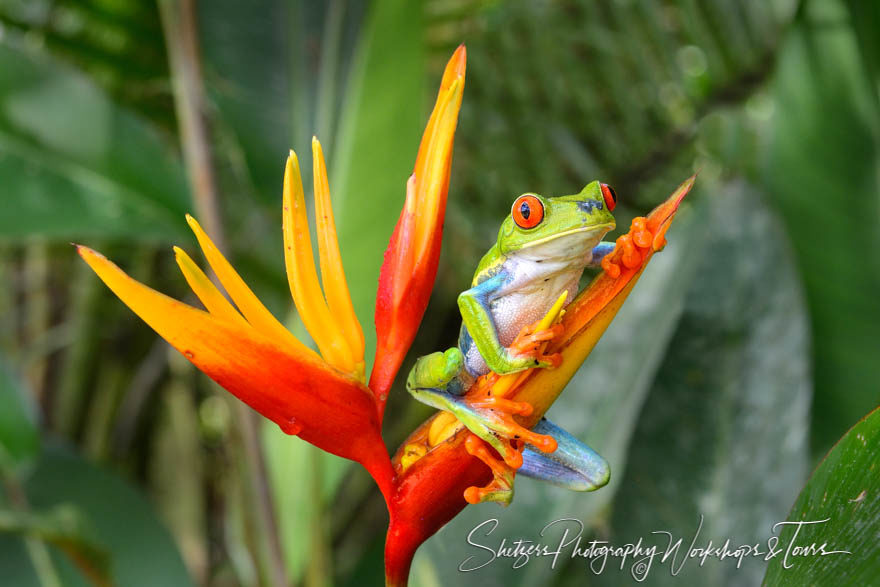 Red-Eyed Tree Frog holds onto colorful flower
