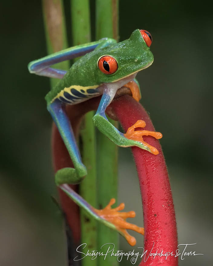 Red-Eyed Tree Frog in Costa Rica Closeup