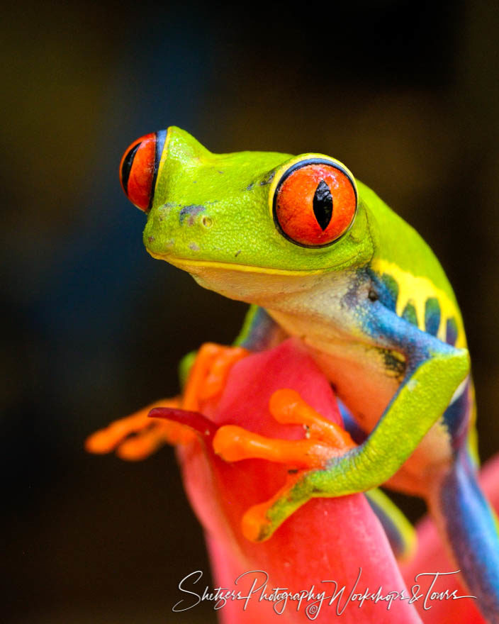 Red-Eyed Tree Frog in Costa Rica on pink flower