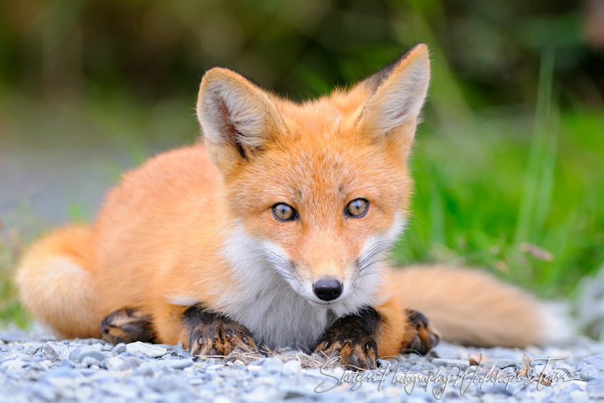 Red Fox close up in Alaska