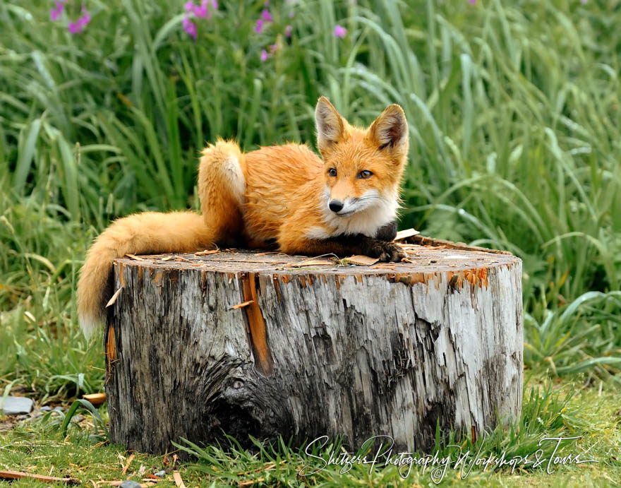 Red Fox on Stump