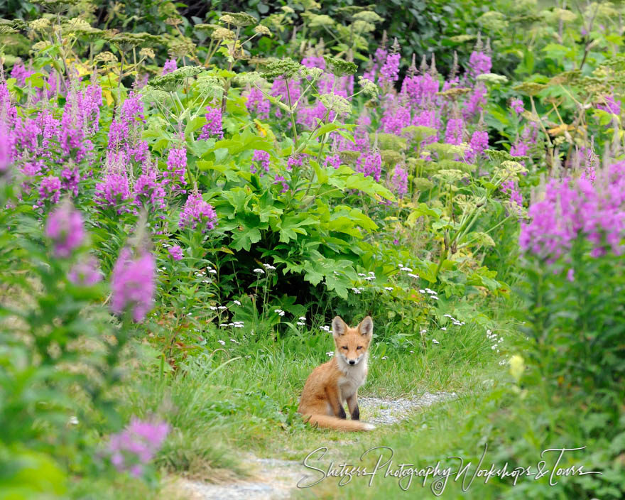 Red Fox with Purple Fireweed