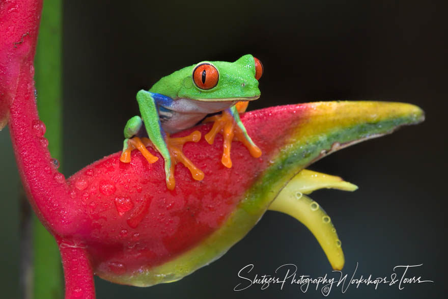 Red-eyed Tree frog in Costa Rica