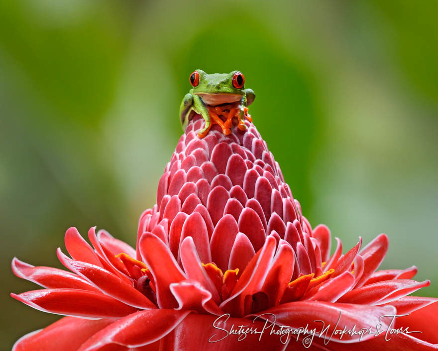 Red-eyed tree frog on colorful flower