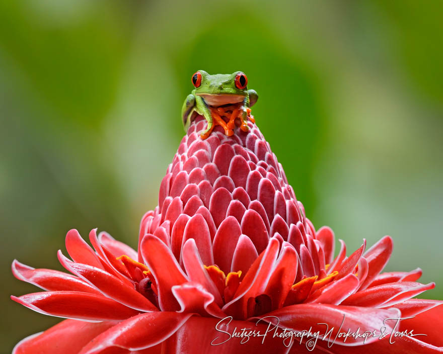 Red eyed tree frog on colorful flower 20170407 100441