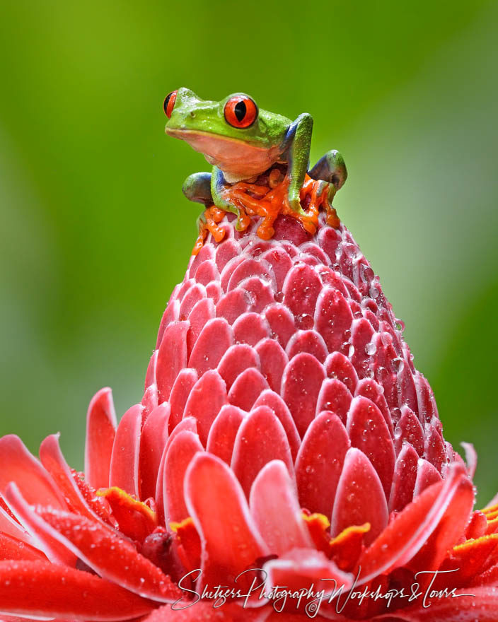 Red-eyed tree frog picture while perched on red flower