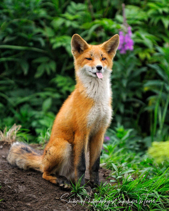 Red fox portrait in forest