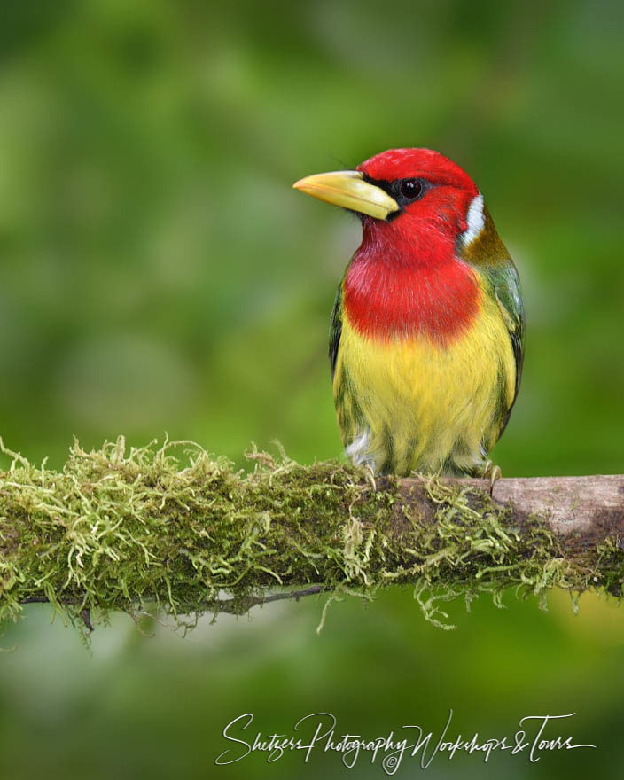 Red-headed Barbet on a perch