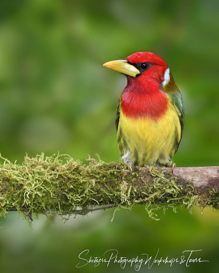 Red headed Barbet on a perch 20160523 120252