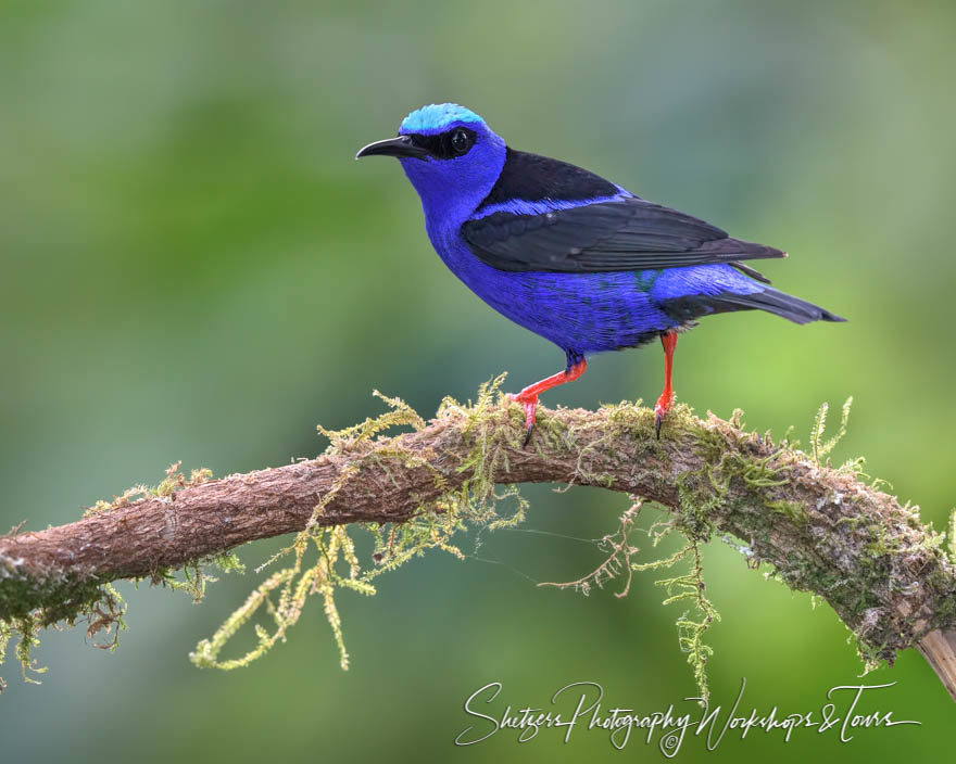 Red-legged Honeycreeper