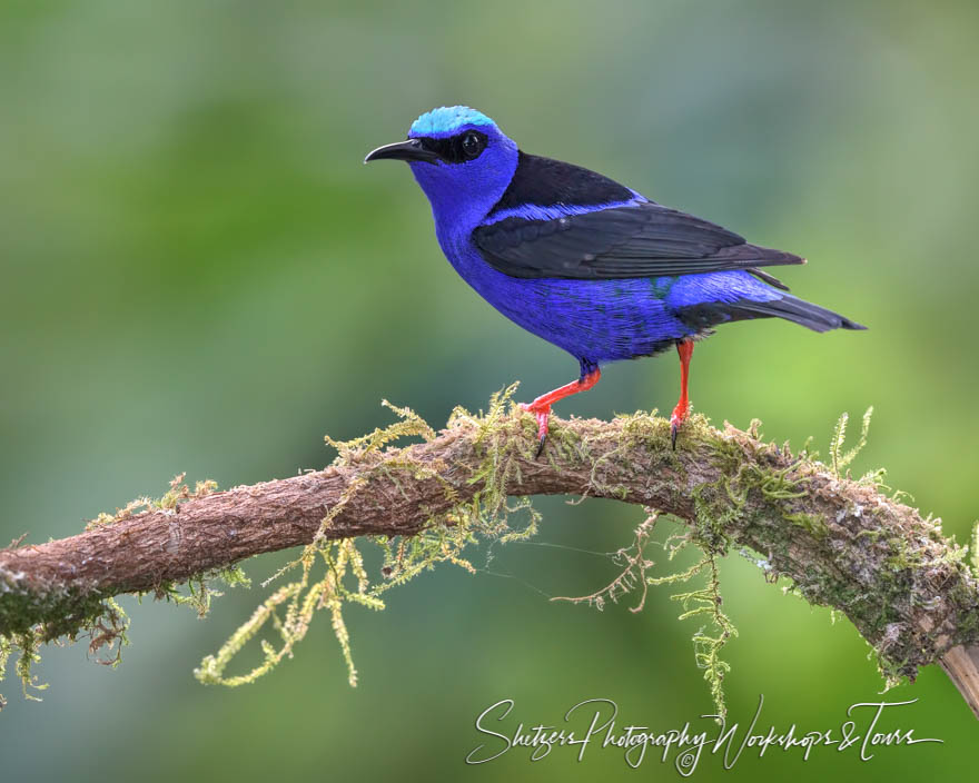 Red legged Honeycreeper 20160414 162201