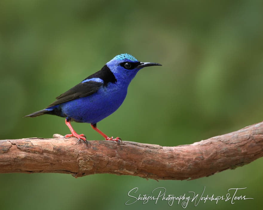 Red-legged honeycreeper on perch