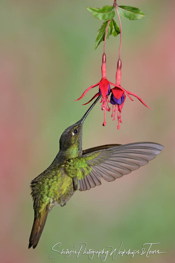 Refulgent hummer inflight bird image with fuchsia flowers