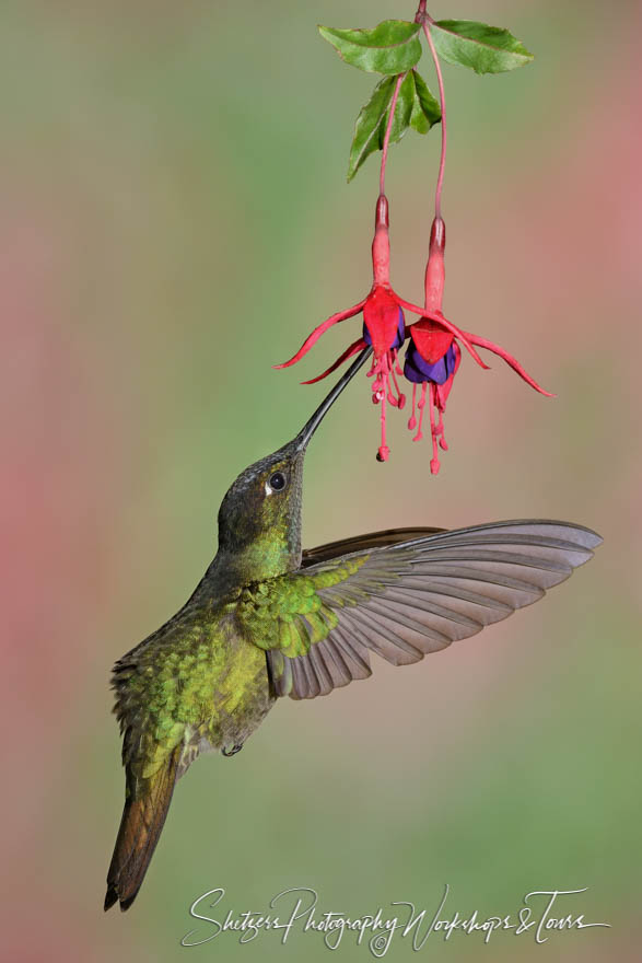 Refulgent hummer inflight bird image with fuchsia flowers 20170412 145452