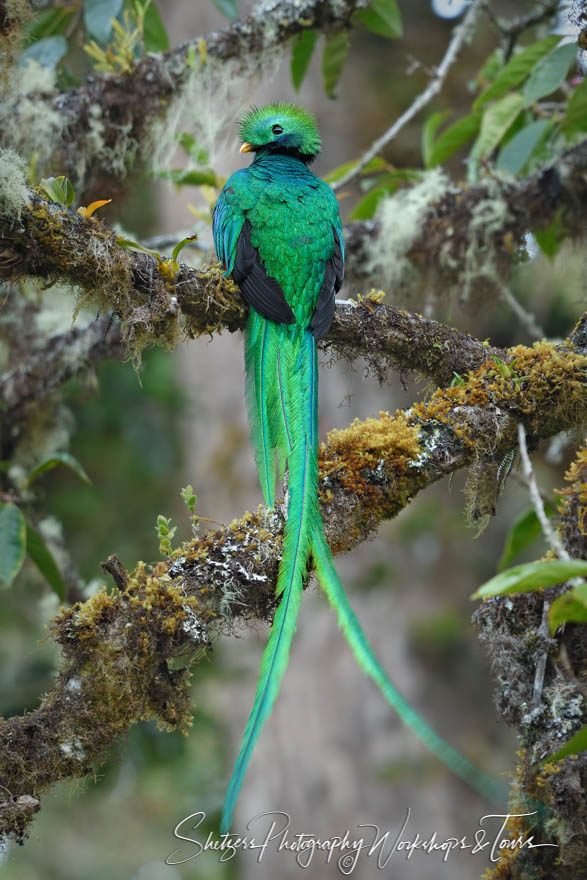 Resplendent Quetzal bird image from Costa Rica photo tour