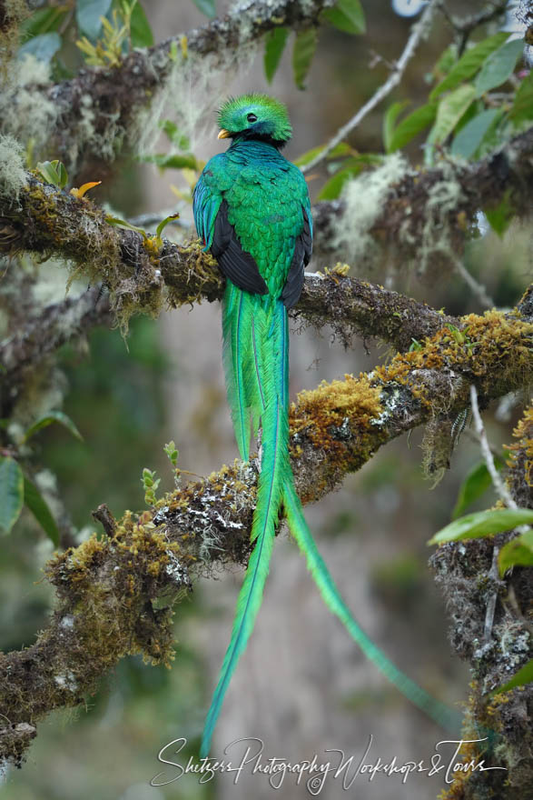 Resplendent Quetzal bird image from Costa Rica photo tour 20170413 054958