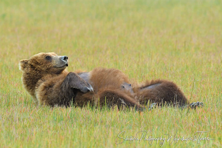 Rest time for mom – Grizzly Bear at Lake Clark