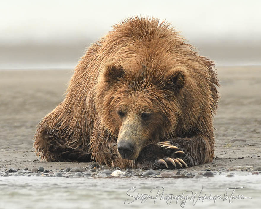Resting Grizzly Bear Picture